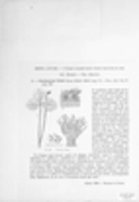 Polythrincium trifolii image